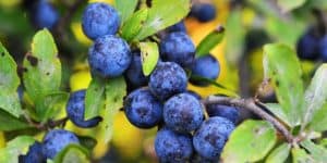 A guide to sloe gin