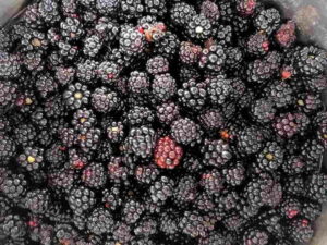 Old-Fashioned Blackberry Jelly | RecipeLion.com
